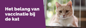 Het belang van vaccinatie bij de kat